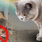 Trampa para roedores en la ESPOL habrían puesto en riesgo a felinos y otros animales que están dentro del bosque protector.