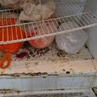 Control. La suciedad que encontraron en una refrigeradora en un local de comida, en Cayambe.