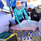 Un grupo de científicos examinando un delfín rosado en la Amazonía de Brasil.