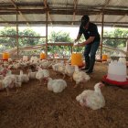 Los productores de proteína están preocupados por el TLC con Canadá.