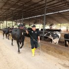 Ganado. Un trabajador camina con una de las vacas de la hacienda Mélida, donde por varios años se ha trabajados para mejorar la genética del ganado.