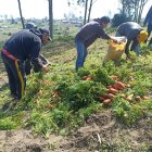 Septiembre es un mes especial para la cosmovisión andina, ya que coincide con la celebración del Kolla Raymi el 21