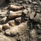 Un equipo de investigadores ha descubierto un antiguo linaje neandertal en el valle del Ródano (Francia) que vivió completamente aislado de otras poblaciones durante más de 50.000 años, hasta la extinción de la especie. En la imagen los restos fosilizados de "Trorin". Imagen: Ludovik Slimak (Universidad de Toulouse)