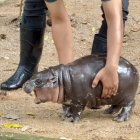Con una cara adorable que parece sonreír y un carácter amistoso, un bebé hipopótamo pigmeo, se ha convertido en la estrella de un zoo cerca de Bangkok.