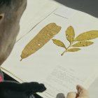 Toroboro: La Historia de las plantas del director Manolo Sarmiento se estrenó en la capital.