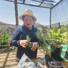 Los viveros de la facultad producen plantas ornamentales y medicinales. Especies como fernán sánchez, roble, laurel negro, coco bolo, entre otros.