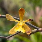 La Encyclia angustiloba es una especie de orquídea autóctona de Guayaquil y está en peligro crítico de exitinción
