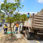 Las especies intervenidas son guabo, arrayán y yalomán.