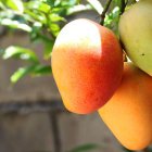 Si la fruta del árbol de tu vecino cae en tu patio, ¿es tuya?