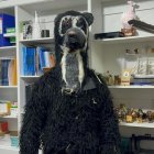 Veterinario se disfraza de un oso para