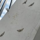 Vista de polillas en un inmueble de la Carlos Julio Arosemena.