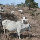 Pasto. Ganado en la vía a la costa que ya está sin pasto, por falta de agua.