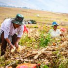 Trabajo. Unos agricultores laboran en la cosecha del maíz.