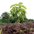 Un árbol de scalesia, en la isla Isabela, en Galápagos (Ecuador).