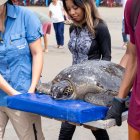 Playas. Integrantes y voluntarios de la fundación EcoData trasladan una tortuga marina rescatada.