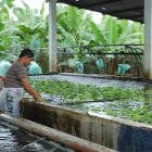 El 65 % de cultivos de El Oro,
