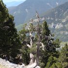 Un ejemplar de 400 años de pino negro en los Pirineos muestra las consecuencias de las elevadas temperaturas.