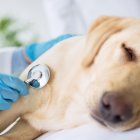 El humo afecta a tus mascotas, conoce cómo cuidarlas ante estas situaciones.