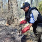 Policía recoge el cadaver de un animal silvestro calcinado por el fuego en el bosque