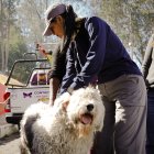 En total, la UBA atendió a 58 mascotas en las zonas afectadas por el fuego.