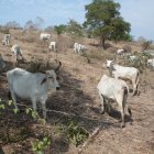 Finca. En una hacienda de la región Costa se observa la falta de pasto y lo flaco que está el ganado por la falta de alimentación.