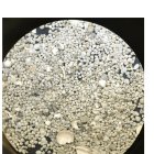 Imagen microscópica con zoom de sedimentos marinos tropicales lavados que muestra un gran número de caparazones individuales de foraminíferos.