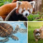 El 4 de Octubre se celebra el Día Mundial de los Animales.