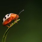 Una muestra una mariquita de la especie coccinellidae)