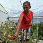 La guatemalteca Gloria Gómez cultiva hortalizas en un vivero del albergue "El Buen Samaritano", este jueves en Ciudad Juárez (México). EFE / Luis Torres