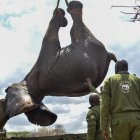 El Servicio de Vida Silvestre de Kenia (KWS, por sus siglas inglesas) inició el traslado de 50 elefantes desde la Reserva Nacional de Mwea al Parque nacional de Aberdare, ambos situados en el centro del país.