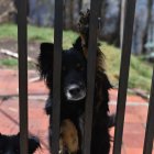 El día del incendio, los perros de la Fundación Ángeles en cuatro patas fueron trasladados a una Casa Somos. Ahí estuvieron a salvo.
