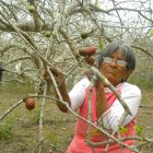 La septuagenaria, María Rivera, en la cosecha de ciruelas en  la comuna Juntas del Pacifico. La mujer heredó los campos con la planta de la fruta