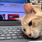 La "gatoterapia" puede ayudar a tu salud mental. El de la foto es Latte, uno de los gatos de la redacción de EXPRESO.