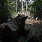 Bosque. Árboles en la Amazonía de Perú.