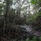 Los manglares son los protectores de la ciudad en diferentes aspectos. Colindan con las zonas urbanas.