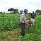 Agricultura. Un cultivo de soya.