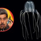 Venezuela vendió más de 156 toneladas de medusa a Corea del Sur