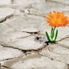 Foto referencial. En crisis también se puede florecer.