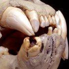 El análisis del ADN de los pelos acumulados en las cavidades de los dientes de dos ejemplares de leones de Kenia, almacenados en el Museo Field de Historia Natural de Chicago desde hace un siglo, ha permitido reconstruir la ecología y la dieta "rica" en humanos de estos grandes felinos. en la imagen, una de las dentaduras estudiadas. CRÉDITO