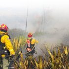 Tras los incendios forestales que afectó a Quito el Municipio iniciará con el plan de reforestación