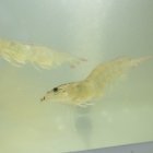 Evento. Uno de los camarones que se exponen en Aqua Expo 2024