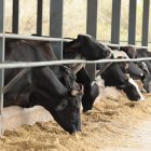 Ganado. Ecuador ha mejorado la genética de los animales, en la foto el ganado de la hacienda Mélida.