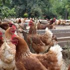 El trabajo informal es más común en el campo que en la zona urbana.