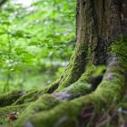 Brasil tiene el árbol más grande en Sudamérica. Referencial.