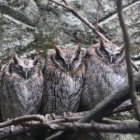 En Amaru Bioparque encuentras estas y muchas más especies de animales