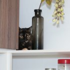 Los gatos domésticos son buenos acompañantes, pero si no se los cuida bien amenazan la biodiversidad local.