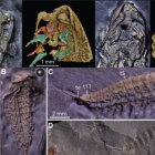 Un artrópodo del Ordovícico.