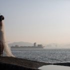 Una pareja posa para las fotos de su boda el 26 de diciembre de 2016, en Xiamen, provincia de Fujian (China).