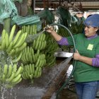 AME3005. PASAJE (ECUADOR), 30/10/2024.- Fotografía del 23 de octubre de 2024 de una trabajadora lavando bananos en la Hacienda Celia María, que produce banano orgánico en el cantón (municipio) de Pasaje, de la provincia de El Oro (Ecuador). Con más de 3.500 millones de dólares en exportaciones el pasado año, la industria del banano de Ecuador es uno los principales motores de la economía del país y tiene listo un plan para protegerse contra la ola de criminalidad que azota fuertemente al territorio ecuatoriano y que pone en riesgo su producción bananera. EFE / Mauricio Torres