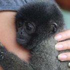 Esta es la una imagen referencial del mono lanudo que fue rescatado por las autoridades, según detalló la Fiscalía.